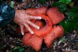 Warga membandingkan ukuran bunga Rafflesia Zollingeriana dengan tanganya di wilayah Perhutani Kampung Sumber Nanas, kalipuro, Banyuwangi, Jawa Timur, Kamis (15/5/2025). Bunga Rafflesia Zollingeriana yang merupakan spesies langka dan dilindungi keberadaanya oleh undang-undang itu ditemukan tumbuh di petak 68a seluas 478 hektar di KPH Banyuwangi Utara dan tersebar di 37 titik. Antara Jatim/Budi Candra Setya/um