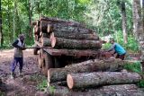 Pekerja menurunkan batang kayu pinus dari atas truk di Kampung Sumber Nanas, Banyuwangi, Jawa Timur, Kamis (15/5/2025). Pada periode Januari 2025, produksi kayu Perum Perhutani Jawa Timur mencapai 31.931.524 meter kubik terdiri dari kayu jati, mahoni, sono, pinus, Gmelina dan Rimba lainya. Antara Jatim/Budi Candra Setya/um