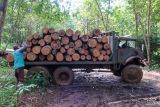 Pekerja menurunkan batang kayu pinus dari atas truk di Kampung Sumber Nanas, Banyuwangi, Jawa Timur, Kamis (15/5/2025). Pada periode Januari 2025, produksi kayu Perum Perhutani Jawa Timur mencapai 31.931.524 meter kubik terdiri dari kayu jati, mahoni, sono, pinus, Gmelina dan Rimba lainya. Antara Jatim/Budi Candra Setya/um