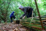Warga mengikat batang bambu lanjaran di kawasan hutan Perhutani, Banyuwangi, Jawa Timur, Kamis (15/5/2025). Bambu lanjaran yang digunakan sebagai penyangga tanaman pertanian dan dijual seharga Rp 40 ribu per ikat itu menjadi salah satu sumber penghasilan masyarakat sekitar hutan melalui pemanfaatan Hasil Hutan Bukan Kayu (HHBK). Antara Jatim/Budi Candra Setya/um