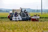 Petani memanen padi menggunakan mesin pertanian di Patianrowo, Nganjuk, Jawa Timur, Kamis (15/5/2025). Perum Bulog Kanwil Jatim mencatat capaian penyerapan gabah beras petani pada musim panen tahun ini hingga 13 Mei 2025 telah mencapai lebih dari 425 ribu ton setara beras atau sekitar 25 persen dari total 2 juta ton beras yang berhasil diserap oleh Perum Bulog di seluruh Indonesia. Antara Jatim/Muhammad Mada/um