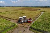 Foto udara petani memanen padi menggunakan mesin pertanian di Patianrowo, Nganjuk, Jawa Timur, Kamis (15/5/2025). Perum Bulog Kanwil Jatim mencatat capaian penyerapan gabah beras petani pada musim panen tahun ini hingga 13 Mei 2025 telah mencapai lebih dari 425 ribu ton setara beras atau sekitar 25 persen dari total 2 juta ton beras yang berhasil diserap oleh Perum Bulog di seluruh Indonesia. Antara Jatim/Muhammad Mada/um