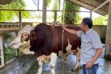 Dinas Perkebunan Peternakan Pasaman Barat usulkan sapi kurban Presiden