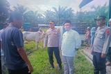 Pemkab Pasaman Barat periksa hewan ternak jelang Idul Adha