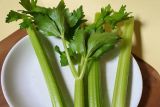 Cara obati diabetes dengan daun insulin, Solusi jaga kesehatan tubuh