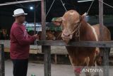 Pedagang sapi Mathari memperlihatkan seekor sapi jenis limosin yang telah dibeli Presiden Prabowo di kediamannya di Jalan Petani, Pontianak, Kalimantan Barat, Rabu (14/5/2025). Mathari mengatakan bahwa sapi jantan jenis limosin berusia 3,5 tahun dengan bobot 946 kilogram miliknya tersebut telah dibeli Presiden Prabowo untuk disumbangkan sebagai hewan kurban ke Masjid Al Falah Pontianak pada Hari Raya Idul Adha 1446 Hijriah mendatang. ANTARA KALBAR/Jessica Wuysang