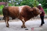 Pedagang sapi Mathari menuntun seekor sapi jenis limosin yang telah dibeli Presiden Prabowo di kediamannya di Jalan Petani, Pontianak, Kalimantan Barat, Rabu (14/5/2025). Mathari mengatakan bahwa sapi jantan jenis limosin berusia 3,5 tahun dengan bobot 946 kilogram miliknya tersebut telah dibeli Presiden Prabowo untuk disumbangkan sebagai hewan kurban ke Masjid Al Falah Pontianak pada Hari Raya Idul Adha 1446 Hijriah mendatang. ANTARA KALBAR/Jessica Wuysang