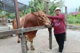 Pedagang sapi Mathari menjelaskan tentang sapi jenis limosin miliknya yang telah dibeli Presiden Prabowo di Jalan Petani, Pontianak, Kalimantan Barat, Rabu (14/5/2025). Mathari mengatakan bahwa sapi jantan jenis limosin berusia 3,5 tahun dengan bobot 946 kilogram miliknya tersebut telah dibeli Presiden Prabowo untuk disumbangkan sebagai hewan kurban ke Masjid Al Falah Pontianak pada Hari Raya Idul Adha 1446 Hijriah mendatang. ANTARA KALBAR/Jessica Wuysang