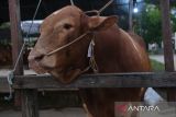 Seekor sapi jenis limosin yang telah dibeli Presiden Prabowo di tambatkan di kediaman Mathari di Jalan Petani, Pontianak, Kalimantan Barat, Rabu (14/5/2025). Pedagang sapi Mathari mengatakan bahwa sapi jantan jenis limosin berusia 3,5 tahun dengan bobot 946 kilogram miliknya tersebut telah dibeli Presiden Prabowo untuk disumbangkan sebagai hewan kurban ke Masjid Al Falah Pontianak pada Hari Raya Idul Adha 1446 Hijriah mendatang. ANTARA KALBAR/Jessica Wuysang