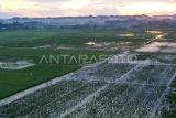 Foto udara areal persawahan terendam banjir di kawasan Lempake, Samarinda, Kalimantan Timur, Jumat (16/5/2025). Menurut Kelompok Tani Krida Karya Utama Samarinda, sekitar 50 hektare sawah terancam gagal panen akibat terendam banjir dikarenakan hujan dengan intensitas tinggi yang terjadi di Samarinda. Antara Kaltim/M Risyal Hidayat