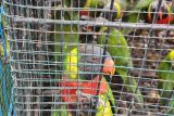 Karantina NTB gagalkan penyelundupan 81 ekor burung ilegal tujuan Surabaya