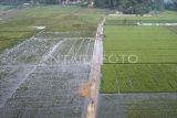Foto udara areal persawahan terendam banjir di kawasan Lempake, Samarinda, Kalimantan Timur, Jumat (16/5/2025). Menurut Kelompok Tani Krida Karya Utama Samarinda, sekitar 50 hektare sawah terancam gagal panen akibat terendam banjir dikarenakan hujan dengan intensitas tinggi yang terjadi di Samarinda. Antara Kaltim/M Risyal Hidayat