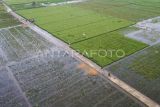 Foto udara areal persawahan terendam banjir di kawasan Lempake, Samarinda, Kalimantan Timur, Jumat (16/5/2025). Menurut Kelompok Tani Krida Karya Utama Samarinda, sekitar 50 hektare sawah terancam gagal panen akibat terendam banjir dikarenakan hujan dengan intensitas tinggi yang terjadi di Samarinda. Antara Kaltim/M Risyal Hidayat