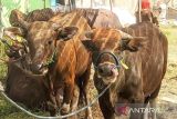 DPKP catat 1900 lebih hewan kurban sudah masuk ke Kotim