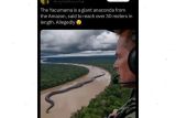 Video penampakan Anaconda raksasa di Sungai Amazon hoaks!