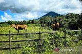 Pemkab Natuna rutin cek kesehatan sapi menjelang Idul Adha