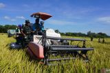 Korem 161 bersama Bulog NTT panen padi di Kabupaten Kupang