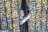 Warga menjemur buah pinang dengan cara digantung di Muara Sabak Ulu, Tanjung Jabung Timur, Jambi, Kamis (15/5/2025). Harga jual biji pinang kering di Tanjung Jabung Timur yang memiliki luas perkebunan pinang mencapai 9.846 hektare tersebut mulai turun dari Rp29 ribu per kilogram pada bulan lalu menjadi Rp17 ribu per kilogram karena terdampak pergerakan permintaan dari negara-negara tujuan ekspor, seperti India, Arab Saudi, dan Bangladesh. ANTARA FOTO/Wahdi Septiawan/YU