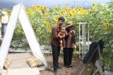 Wisatawan melakukan swafoto saat berkunjung di wisata Ladang Bunga Matahari di Pandanrejo, Batu, Jawa Timur, Sabtu (17/5/2025). Petani setempat memanfaatkan area persawahan seluas 3.000 meter persegi untuk dijadikan tempat wisata berupa ladang bunga matahari dan mampu menarik kunjungan wisatawan sekitar 100 hingga 300 orang per hari meskipun hanya dibuka dua kali periode dalam setahun yakni saat bunga matahari mekar di musim pancaroba. ANTARA Jatim/Ari Bowo Sucipto/mas.