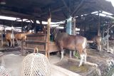 Ternak dari Sumbawa dikirim ke Mataram untuk kebutuhan kurban