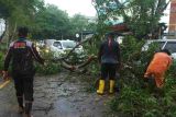 Pemkot Tanjungpinang evakuasi dua pohon tumbang akibat cuaca ekstrem