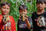 Sejumlah anak memperlihatkan marmot saat karapan marmot di Desa Tegalbangsri, Kecamatan Ranuyoso, Lumajang, Jawa Timur, Minggu (18/5/2025). Perlombaan yang diikuti 48 peserta tersebut sebagai upaya meningkatkan harga jual marmot yang dapat dijual hingga Rp500 ribu dari harga awal Rp30 ribu per ekornya. Antara Jatim/Irfan Sumanjaya/um