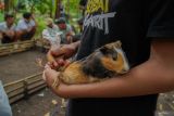 Seorang joki menggendong marmot saat mengantre tanding karapan marmot di Desa Tegalbangsri, Kecamatan Ranuyoso, Lumajang, Jawa Timur, Minggu (18/5/2025). Perlombaan yang diikuti 48 peserta tersebut sebagai upaya meningkatkan harga jual marmot yang dapat dijual hingga Rp500 ribu dari harga awal Rp30 ribu per ekornya. Antara Jatim/Irfan Sumanjaya/um