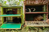 Seorang joki memberi makan marmot sebelum karapan marmot di Desa Tegalbangsri, Kecamatan Ranuyoso, Lumajang, Jawa Timur, Minggu (18/5/2025). Perlombaan yang diikuti 48 peserta tersebut sebagai upaya meningkatkan harga jual marmot yang dapat dijual hingga Rp500 ribu dari harga awal Rp30 ribu per ekornya. Antara Jatim/Irfan Sumanjaya/um