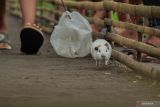 Seekor marmot berlari saat karapan marmot di Desa Tegalbangsri, Kecamatan Ranuyoso, Lumajang, Jawa Timur, Minggu (18/5/2025). Perlombaan yang diikuti 48 peserta tersebut sebagai upaya meningkatkan harga jual marmot yang dapat dijual hingga Rp500 ribu dari harga awal Rp30 ribu per ekornya. Antara Jatim/Irfan Sumanjaya/um