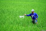Petani menabur pupuk urea ke arah tanaman padi miliknya di di area pertanian Desa Serut, Tulungagung, Jawa Timur, Minggu (18/5/2025). Alokasi pupuk bersubsidi untuk wilayah pertanian di  Jawa Timur tahun 2025 mengalami penurunan dibandingkan sebelumnya, yakni dari 1,9 juta ton menjadi 1,8 juta ton, imbas serapan tahun 2024 yang tidak mencapai 100 persen. Antara Jatim/Destyan Sujarwoko/um 