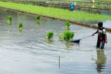 Petani bersiap menyemai padi di lahan pertanian Desa Suwaru, Tulungagung, Jawa Timur, Minggu (18/5/2025). Alokasi pupuk bersubsidi untuk wilayah pertanian di  Jawa Timur tahun 2025 mengalami penurunan dibandingkan sebelumnya, yakni dari 1,9 juta ton menjadi 1,8 juta ton, imbas serapan tahun 2024 yang tidak mencapai 100 persen. Antara Jatim/Destyan Sujarwoko/um 