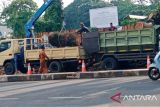 Pohon tumbang sempat halangi Jalan Dago, kini sudah normal kembali