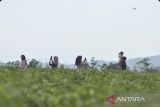 Sejumlah warga berwisata di kawasan wisata alam Kebun Teh Kabawetan di Kabupaten Kepahiang, Bengkulu, Sabtu (17/5/2025). Badan Pusat Statistik (BPS) Provinsi Bengkulu mencatat jumlah kunjungan wisatawan nusantara (wisnus) menuju Provinsi tersebut pada kuartal I atau periode Januari - Maret 2025 mencapai 1,61 juta perjalanan dari target yang di tetapkan sebesar 1,5 juta perjalanan. ANTARA FOTO/Muhammad Izfaldi