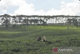 Sejumlah warga berwisata di kawasan wisata alam Kebun Teh Kabawetan di Kabupaten Kepahiang, Bengkulu, Sabtu (17/5/2025). Badan Pusat Statistik (BPS) Provinsi Bengkulu mencatat jumlah kunjungan wisatawan nusantara (wisnus) menuju Provinsi tersebut pada kuartal I atau periode Januari - Maret 2025 mencapai 1,61 juta perjalanan dari target yang di tetapkan sebesar 1,5 juta perjalanan. ANTARA FOTO/Muhammad Izfaldi