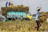 Sejumlah petani memanen padi di Patianrowo, Nganjuk, Jawa Timur, Senin (19/5/2025). Menurut pemerintah daerah setempat Perekonomian Jawa Timur pada triwulan I 2025 tumbuh sebesar 5,00 persen (yoy) lebih tinggi dibandingkan pertumbuhan ekonomi nasional yang sebesar 4,87 persen (yoy) di antaranya dipengaruhi oleh peningkatan konsumsi rumah tangga dan peningkatan kinerja sektor pertanian seiring dengan panen raya padi. Antara Jatim/Muhammad Mada/um