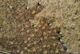 Foto udara sejumlah petani memanen padi yang rusak akibat diterjang angin di Patianrowo, Nganjuk, Jawa Timur, Senin (19/5/2025). Menurut pemerintah daerah setempat Perekonomian Jawa Timur pada triwulan I 2025 tumbuh sebesar 5,00 persen (yoy) lebih tinggi dibandingkan pertumbuhan ekonomi nasional yang sebesar 4,87 persen (yoy) di antaranya dipengaruhi oleh peningkatan konsumsi rumah tangga dan peningkatan kinerja sektor pertanian seiring dengan panen raya padi. Antara Jatim/Muhammad Mada/um