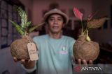 Perajin menunjukan tanaman hias yang dibuat menggunakan teknik kokedama di Cibodas, Kota Tangerang, Banten, Senin (19/5/2025). Seni tradisional menanam dari Jepang dengan cara membentuk bulatan tanah yang dibungkus sabut kelapa sebagai media tanam tersebut dijual seharga Rp35.000 per buah dan dipasarkan secara daring. ANTARA FOTO/Putra M. Akbar/gp