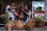 Perajin menyelesaikan pembuatan tanaman hias menggunakan teknik kokedama di Cibodas, Kota Tangerang, Banten, Senin (19/5/2025). Seni tradisional menanam dari Jepang dengan cara membentuk bulatan tanah yang dibungkus sabut kelapa sebagai media tanam tersebut dijual seharga Rp35.000 per buah dan dipasarkan secara daring. ANTARA FOTO/Putra M. Akbar/gp