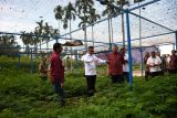 PT Semen Padang dan PPNP Tanam Harapan Lewat 2 Juta Bibit Kaliandra