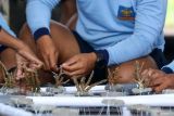 Prajurit Komando Pasukan Katak (Kopaska) TNI AL merangkai bibit terumbu karang yang akan di tanam di Pantai Bangsring, Banyuwangi, Jawa Timur, Senin (19/5/2025). Kegiatan tersebut merupakan bagian dari upaya rehabilitasi terumbu karang di zona konservasi bawah laut  serta sebagai bentuk kontribusi TNI AL dalam menjaga ekosistem laut agar dapat meningkatkan daya tarik wisata bahari di kawasan itu. ANTARA Jatim/Budi Candra Setya/mas.