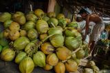 Pedagang menata kelapa di Pasar Ranuyoso, Lumajang, Jawa Timur, Selasa (20/5/2025). Kementerian Perdagangan (Kemendag) melakukan penetapan pungutan ekspor (PE) terhadap komoditas kelapa bulat yang akan diterbitkan dalam bentuk peraturan menteri keuangan (PMK) pada pekan ini untuk untuk menjaga kestabilan dan perlindungan pasar dalam negeri sekaligus mendorong peningkatan ekspor produk tersebut. Antara Jatim/Irfan Sumanjaya/um