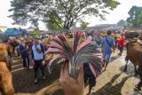 Pedagang menunjukkan uang hasil transaksi di Pasar Hewan Warujayeng jelang Idul Adha di Tanjunganom, Nganjuk, Jawa Timur, Selasa (20/5/2025). Kementerian Pertanian (Kementan) mencatat kebutuhan hewan kurban sapi dan kambing/domba pada tahun ini diperkirakan mencapai 2.074.269 ekor atau naik 1,98 persen dibandingkan tahun sebelumnya, sementara ketersediaan nasional mencapai 3.217.397 ekor, sehingga terdapat surplus sekitar 1,14 juta ekor. Antara Jatim/Muhammad Mada/um