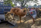 Pedagang menurunkan sapi dari atas truk untuk dijual di Pasar Hewan Warujayeng jelang Idul Adha di Tanjunganom, Nganjuk, Jawa Timur, Selasa (20/5/2025). Kementerian Pertanian (Kementan) mencatat kebutuhan hewan kurban sapi dan kambing/domba pada tahun ini diperkirakan mencapai 2.074.269 ekor atau naik 1,98 persen dibandingkan tahun sebelumnya, Sementara ketersediaan nasional mencapai 3.217.397 ekor, sehingga terdapat surplus sekitar 1,14 juta ekor. Antara Jatim/Muhammad Mada/um