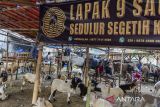 Pedagang menunggu pembeli hewan kurban kambing di Pasar Induk Rau, Kota Serang, Banten, Selasa (20/5/2025). Badan Amil Zakat Nasional (Baznas) RI menargetkan pengumpulan hewan kurban sebanyak 7.000 ekor dengan rincian 4.291 ekor domba/kambing, 312 ekor sapi, dan 75 ekor sapi yang diolah menjadi produk kaleng pada pelaksanaan Idul Adha 1446 Hijriah/2025 Masehi yang akan disalurkan ke masyarakat guna memperluas manfaat kurban. ANTARA FOTO/Muhammad Bagus Khoirunas/gp