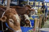 Pekerja memberi hewan kurban sapi di Pasar Induk Rau, Kota Serang, Banten, Selasa (20/5/2025). Badan Amil Zakat Nasional (Baznas) RI menargetkan pengumpulan hewan kurban sebanyak 7.000 ekor dengan rincian 4.291 ekor domba/kambing, 312 ekor sapi, dan 75 ekor sapi yang diolah menjadi produk kaleng pada pelaksanaan Idul Adha 1446 Hijriah/2025 Masehi yang akan disalurkan ke masyarakat guna memperluas manfaat kurban. ANTARA FOTO/Muhammad Bagus Khoirunas/gp