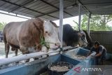 Peternak memberi makan sapi kurban sumbangan Presiden Prabowo Subianto di Cipondoh, Kota Tangerang, Banten, Selasa (20/5/2025). Presiden membeli dua ekor sapi jenis simental dengan berat 1,15 ton seharga Rp115 juta dan brahman dengan berat 1 ton seharga Rp100 juta untuk disembelih pada Hari Raya Idul Adha 1446 H di wilayah Banten. ANTARA FOTO/Putra M. Akbar/gp