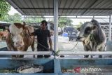 Peternak menunjukkan sapi kurban sumbangan Presiden Prabowo Subianto di Cipondoh, Kota Tangerang, Banten, Selasa (20/5/2025). Presiden membeli dua ekor sapi jenis simental dengan berat 1,15 ton seharga Rp115 juta dan brahman dengan berat 1 ton seharga Rp100 juta untuk disembelih pada Hari Raya Idul Adha 1446 H di wilayah Banten. ANTARA FOTO/Putra M. Akbar/gp