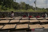 Pekerja menjemur udang rebon di rumah produksi Doa Ibu, Panimbang, Kabupaten Pandeglang, Banten, Selasa (20/5/2025). Kementerian Kelautan dan Perikanan (KKP) terus berupaya meningkatkan serapan udang nasional melalui kampanye gerakan memasyarakatkan makan ikan (Gemarikan), di mana udang tidak hanya sebagai komoditas ekspor unggulan tetapi sumber protein berkualitas tinggi yang dapat dikonsumsi sehari-hari oleh masyarakat Indonesia. ANTARA FOTO/Angga Budhiyanto/gp