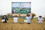Kementan bersama Pemkab Sleman melakukan panen dan percepatan tanam padi