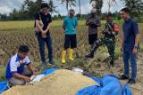 Serapan gabah petani di Lombok Timur capai 96 persen